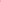 Carnation